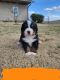 Bernese Mountain Dog Puppies for sale in Elnora, IN 47529, USA. price: $1,200
