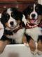 Bernese Mountain Dog Puppies for sale in Kent, WA 98032, USA. price: NA