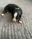 Bernese Mountain Dog Puppies for sale in Holt, MO 64048, USA. price: NA