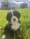 Bernese Mountain Dog Puppies for sale in St. George, UT, USA. price: $2,000