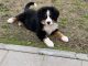 Bernese Mountain Dog Puppies for sale in Orosi, CA 93647, USA. price: $200