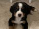 Bernese Mountain Dog Puppies for sale in Las Vegas, NV, USA. price: NA