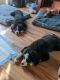 Bernese Mountain Dog Puppies for sale in Kent, WA 98032, USA. price: $2,500