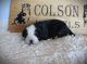 Bernese Mountain Dog Puppies for sale in Scottsbluff, NE 69361, USA. price: $2,000