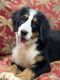 Bernese Mountain Dog Puppies for sale in Dundee, OH 44624, USA. price: $500