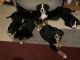 Bernese Mountain Dog Puppies for sale in Joliet, IL 60436, USA. price: NA