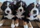 Bernese Mountain Dog Puppies for sale in Richwood, OH 43344, USA. price: $1,500