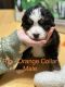 Bernese Mountain Dog Puppies for sale in 16524 110th Ave, Evart, MI 49631, USA. price: $1,500