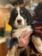 Bernese Mountain Dog Puppies for sale in Michigan City, IN, USA. price: $650