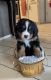 Bernese Mountain Dog Puppies for sale in Rogers, AR, USA. price: $1,600