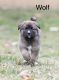 Bernese Mountain Dog Puppies for sale in 9670 M-36, Whitmore Lake, MI 48189, USA. price: $500