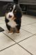 Bernese Mountain Dog Puppies for sale in Elnora, IN 47529, USA. price: $500