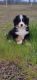 Bernese Mountain Dog Puppies for sale in Anderson, CA 96007, USA. price: NA