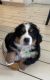 Bernese Mountain Dog Puppies for sale in Rogers, AR, USA. price: NA