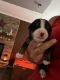 Bernese Mountain Dog Puppies for sale in Pittsburgh, PA, USA. price: NA