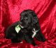 Bernese Mountain Dog Puppies for sale in Savannah, GA, USA. price: $900