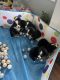 Bernese Mountain Dog Puppies for sale in Lexington, AL 35648, USA. price: NA