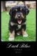 Bernese Mountain Dog Puppies for sale in Klamath Falls, OR, USA. price: NA