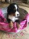 Bernese Mountain Dog Puppies for sale in Chesapeake, OH 45619, USA. price: NA