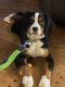 Bernese Mountain Dog Puppies for sale in Burlington, WI 53105, USA. price: NA
