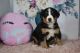 Bernese Mountain Dog Puppies for sale in Fredericksburg, OH 44627, USA. price: $1,250