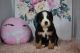 Bernese Mountain Dog Puppies for sale in Fredericksburg, OH 44627, USA. price: $1,250