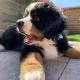 Bernese Mountain Dog Puppies for sale in Boston, MA, USA. price: $950