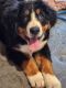 Bernese Mountain Dog Puppies for sale in Weaver, AL, USA. price: $1,250