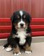 Bernese Mountain Dog Puppies for sale in Richmond, VA 23230, USA. price: $2,500