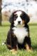 Bernese Mountain Dog Puppies for sale in Shipshewana, IN 46565, USA. price: $600