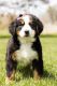 Bernese Mountain Dog Puppies for sale in Shipshewana, IN 46565, USA. price: $600