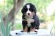 Bernese Mountain Dog Puppies for sale in Lake Lure, NC, USA. price: $2,500