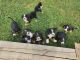 Bernese Mountain Dog Puppies for sale in Campobello, SC 29322, USA. price: $2,500