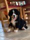 Bernese Mountain Dog Puppies for sale in Cornelia St, New York, NY 10014, USA. price: $300
