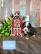 Bernese Mountain Dog Puppies for sale in Konawa, OK 74849, USA. price: NA