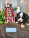 Bernese Mountain Dog Puppies for sale in Konawa, OK 74849, USA. price: $2,300