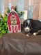 Bernese Mountain Dog Puppies for sale in Konawa, OK 74849, USA. price: $2,500