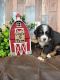 Bernese Mountain Dog Puppies for sale in Konawa, OK 74849, USA. price: $2,500