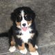 Bernese Mountain Dog Puppies for sale in Wentzville, MO, USA. price: NA
