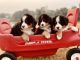 Bernese Mountain Dog Puppies for sale in Fredericksburg, PA 17026, USA. price: $800