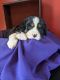 Bernese Mountain Dog Puppies for sale in Lakeville, OH 44638, USA. price: $2,800