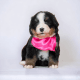 Bernese Mountain Dog Puppies for sale in New York, NY, USA. price: $4,000
