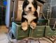 Bernese Mountain Dog Puppies for sale in Hanoverton, OH 44423, USA. price: NA