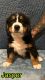 Bernese Mountain Dog Puppies for sale in 3361 Blackberry Dr, Erlanger, KY 41018, USA. price: NA