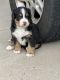 Bernese Mountain Dog Puppies for sale in London, KY, USA. price: $1,000