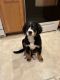 Bernese Mountain Dog Puppies for sale in Blandon, PA, USA. price: $1,000