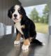 Bernese Mountain Dog Puppies for sale in Arcola, IL 61910, USA. price: NA