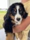 Bernese Mountain Dog Puppies for sale in Arcola, IL 61910, USA. price: $700