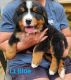 Bernese Mountain Dog Puppies for sale in Hanoverton, OH 44423, USA. price: $1,200