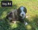 Bernese Mountain Dog Puppies for sale in Saxon, WI 54559, USA. price: $1,200